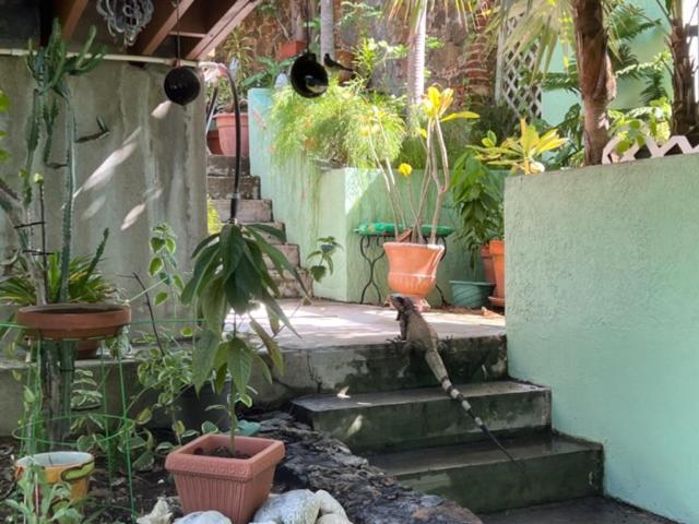 The Green Iguana Hotel ชาร์ลอตต์อะมาลี ภายนอก รูปภาพ